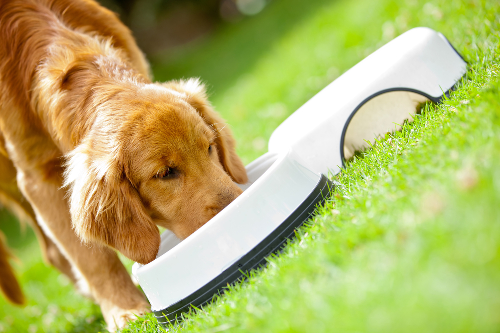 is peroxide safe for dogs